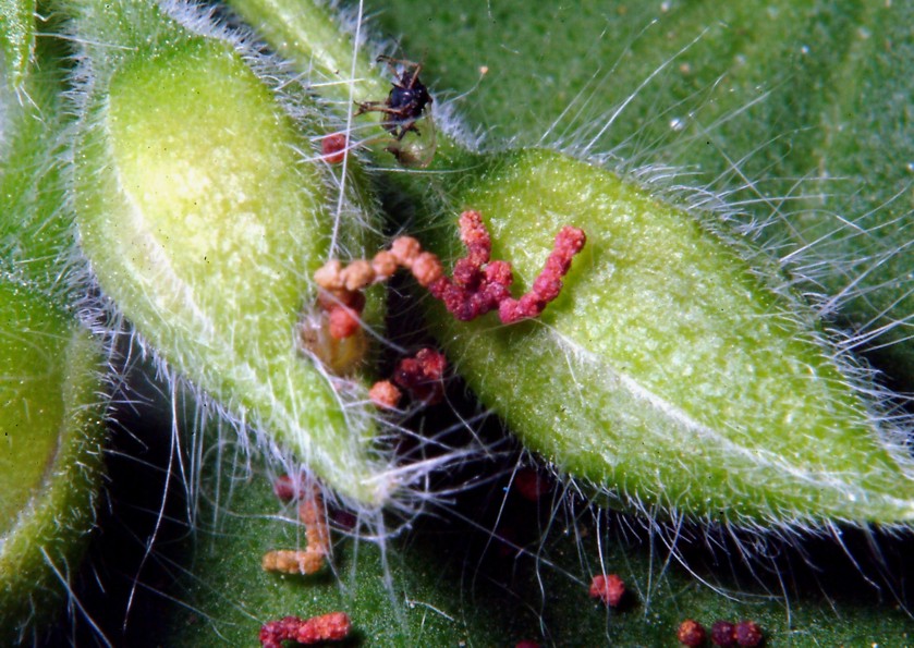 Ancora Cacyreus marshalli